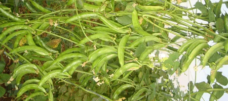 Beans