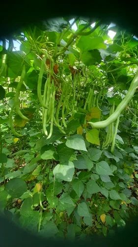 Green Beans, A Grade, Packaging Size: 50 Kg