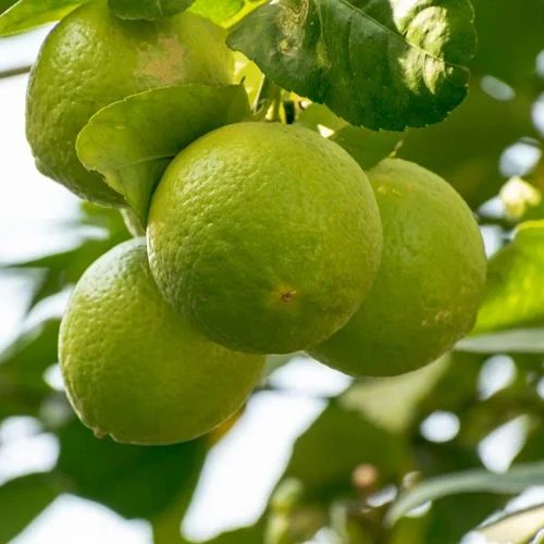 A Grade Uttar Pardesh Fresh Green Mosambi, Packaging Type: Loose