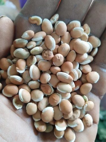 Common Beans