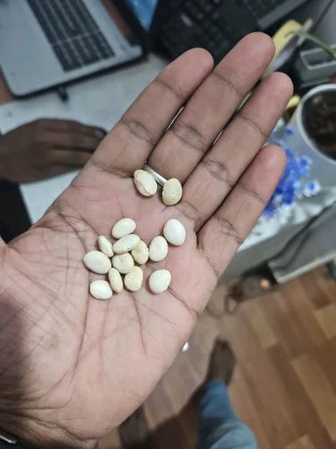 Common Beans