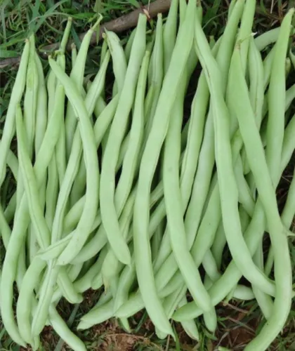 Supreme King Pole Beans