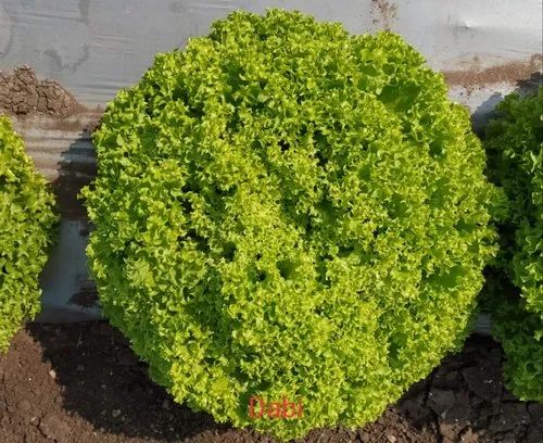 A Grade Green Leaf Lettuce
