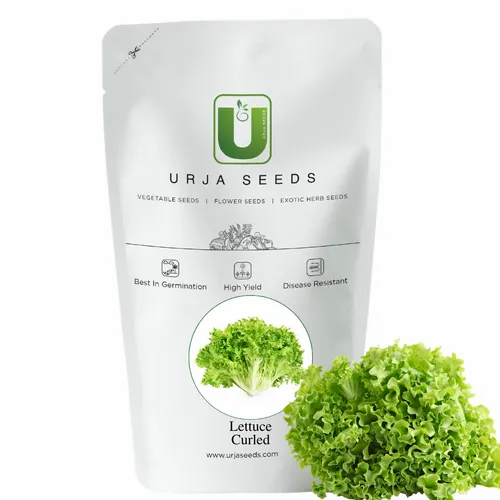 Hybrid Exotics Lettuce green curled, Packaging Type: Pouch, Packaging Size: 1kg