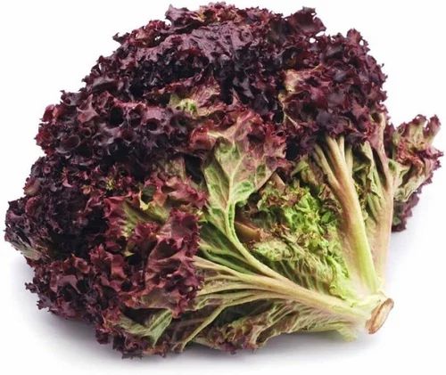 Red Organic Lettuce