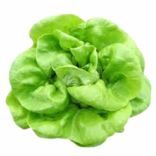 Fresh Butterhead Lettuce
