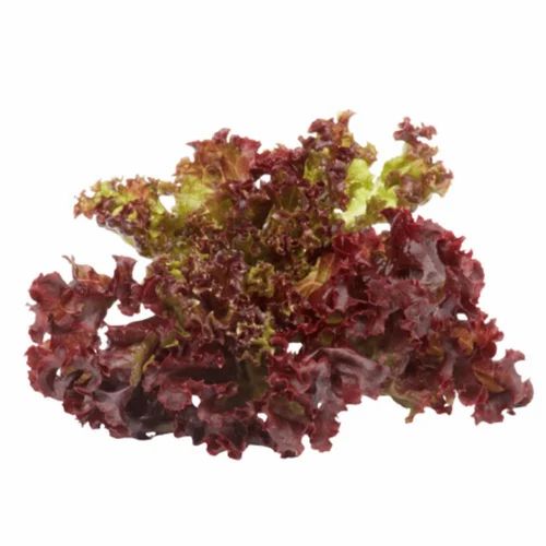 Lettuce