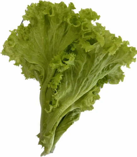 Green Lettuce