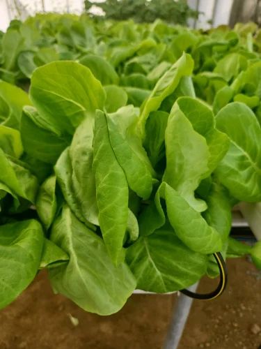 Green A Grade Fresh Butterhead Lettuce, 10 Kg