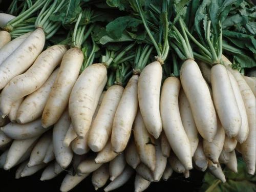 Pan India Fresh Organic Radish, Packaging Size: 30kg