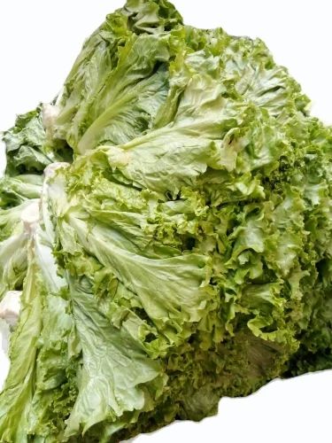 Exotic Vegetable Green Lettuce, 5 Kg