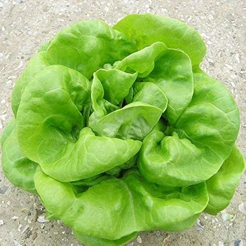 A Grade Maharashtra Frogen Butterhead Green Lettuce, Loose