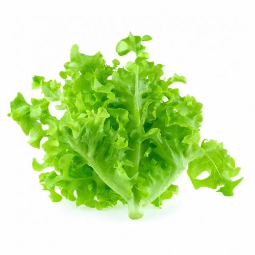 A Grade Egyptians Oakleaf Green Lettuce, Loose