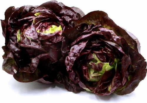 Maroon A Grade Butterhead Red Lettuce, Loose