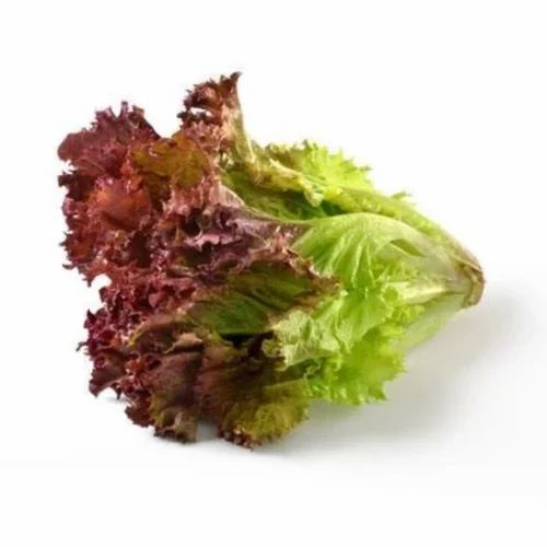 A Grade Maharashtra Batavia Red Lettuce, Loose