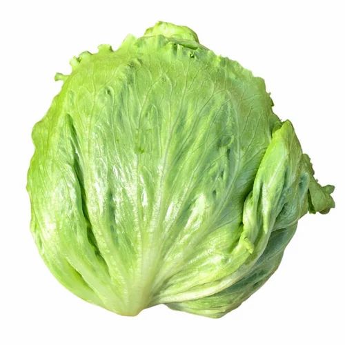 Green Pesticide Free (for Raw Products) Fresh Lettuce Iceberg