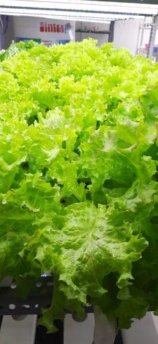 Lettuce Green Curly