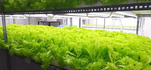Leafy lettuce Locarno
