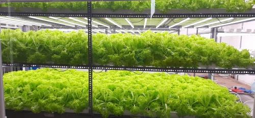 Hydroponic Lettuce