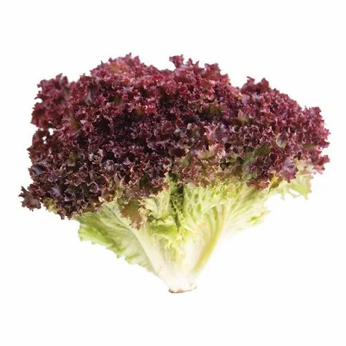 Red Pesticide Free (for Raw Products) Lollo Rosso Lettuce, 5 Kg