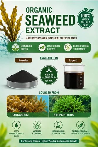 Sargassum seaweed