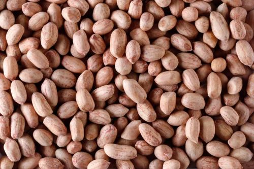 TJ Groundnut Seeds