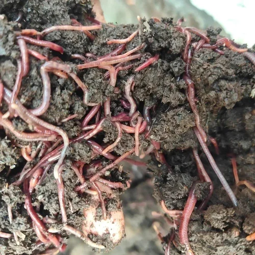 1 Kg Earthworm Fertilizer, HDPE Bag