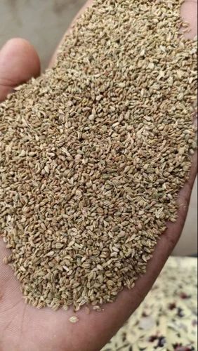 SAI HERBS Ajwain Seeds - Carrom Seeds