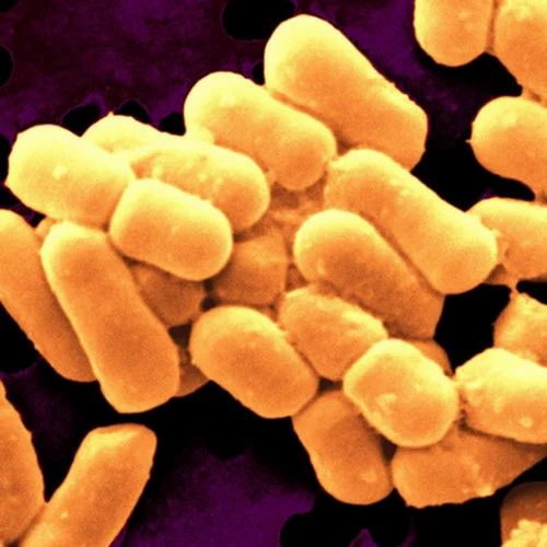 Rajvi Lyopholized Culture Lactobacillus Sporogenes Powder, Non prescription, Packaging Type: Drum