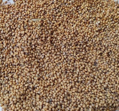 Foxtail Millet Raw Whole Grains (PP Bag)