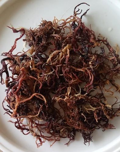 Kappaphycus - Dried, Packaging Size: 10 kg