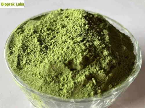 Curry Leaf Extract Powder