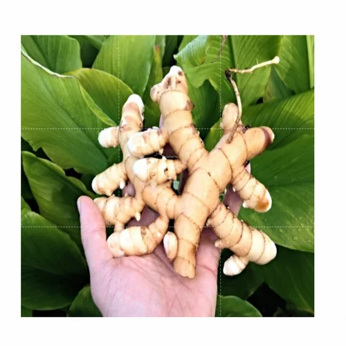 White Turmeric .