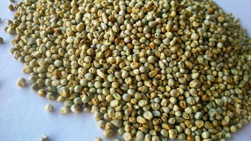 Green Millet ., Whole//cut/powder