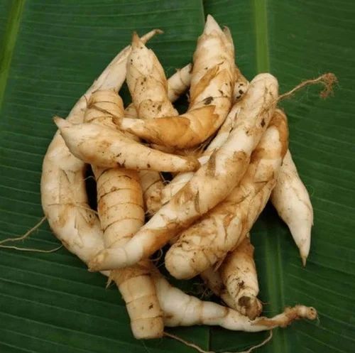 Dried Arrow Rhizomes Root, Form: Fresh, Grade: Herb