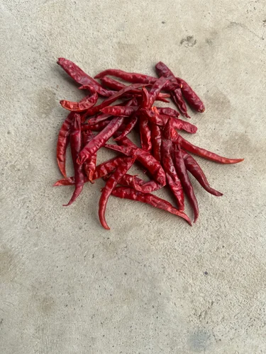 Stemless Red Chilli (Teja Variety) - 25 kg