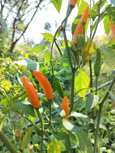 Loose Dried Yellow Chilli