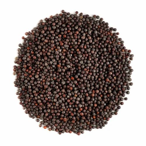 Bold Organic Black Mustard Seeds, Sortex Clean