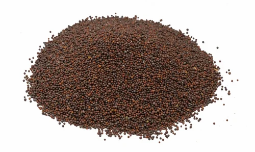 Brown Mustard Seeds, Big, Packaging Size: 50 kg