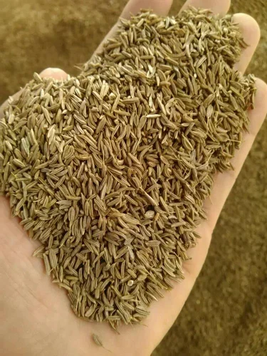 Organic Cumin Seed Whole (Sortex Clean) - 25 kg PP Bag