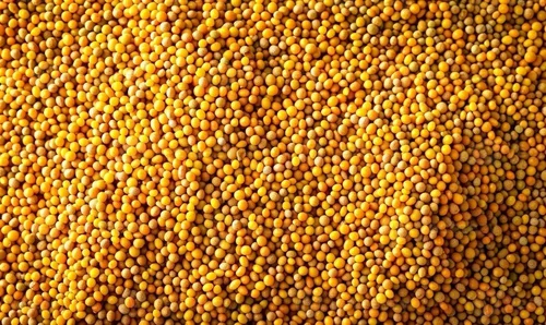 Yellow Mustard Seeds - Best Grade (99.5% Purity, 5% Moisture)