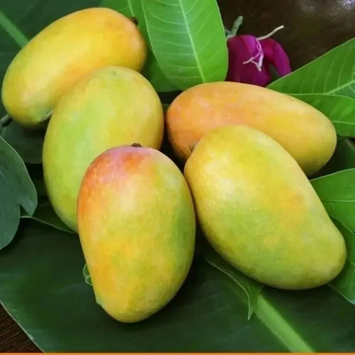 Kesar Fresh Mango