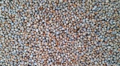Human consuption Bajra Seed, Grade: Food Grade