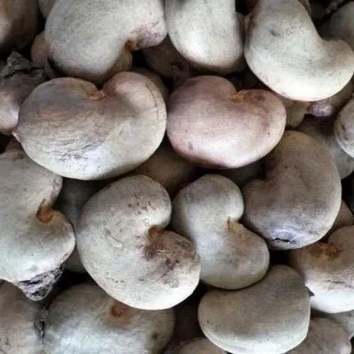 Raw Cashew Nuts Rcn