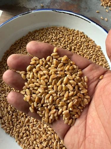 Organic Tukda Wheat
