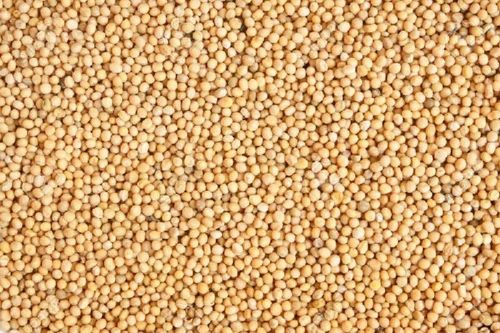 Mustard Yellow Seed, 1 Kg