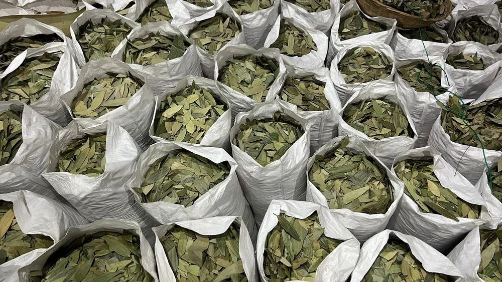 BAY LEAVES