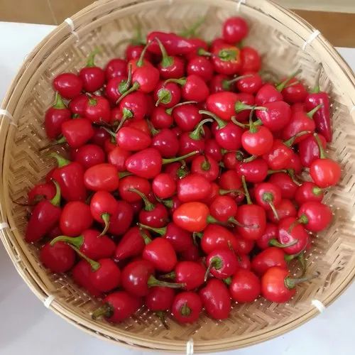 Variety: Longi Mirch A Grade Dole Red Chilli, For Cooking, Pan India