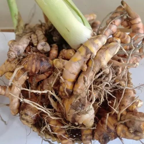 Curcuma Longa Fresh Turmeric Root, Packaging Size: 1 Kg
