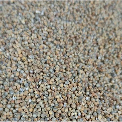 Organic Bajra Seed